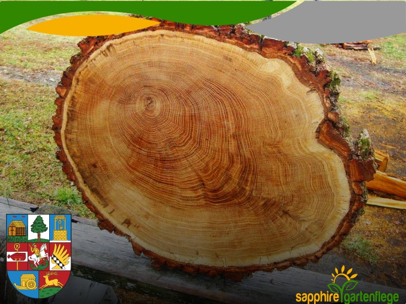 Hecken schneiden 1220 Wien - Donaustadt